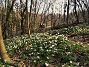 47 Distese di anemoni dei boschi (Anemonoides nemorosa)